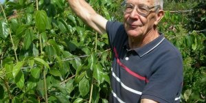 Виктор Гузенко из Лиды выращивает актинидию. Киви по-белорусски Виктор Гузенко из Лиды выращивает актинидию. Киви по-белорусски