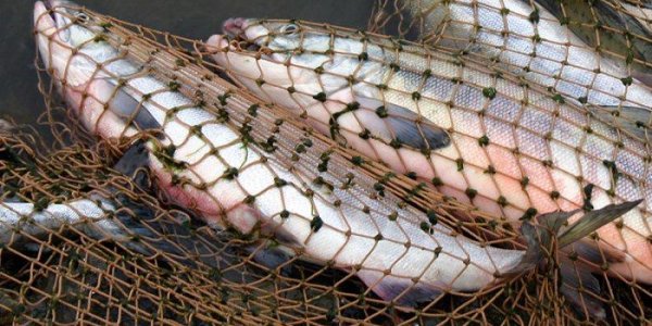 Незаконная рыбалка обошлась троим жителям Лидского района в большую сумму