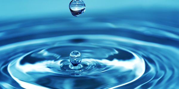 Какие функции выполняет вода в живом организме