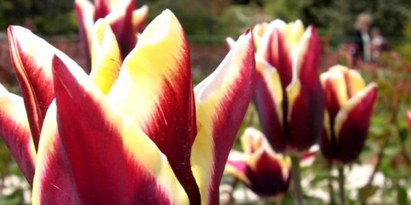 Разновидности тюльпанов