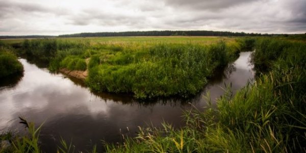 Уникальное болото в Лидском районе уничтожат ради торфа