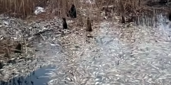 По факту гибели нескольких тонн рыбы под Лидой назначена прокурорская проверка