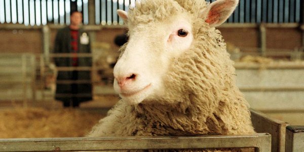 В Лидском районе двое мужчин украли с пастбища двух овец — и съели
